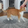 Durvju paklājiņš Cascara - Thumbnail Image 5